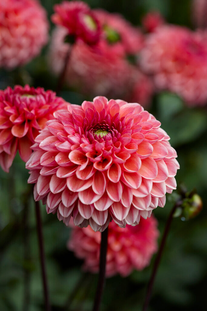 Dahlia Boll Daisy Duke 1-pack